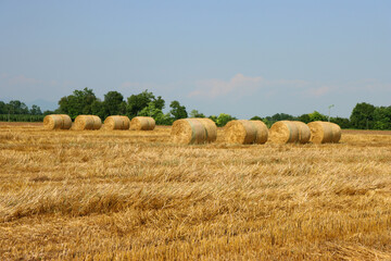 Golden hay bales in rows in the mowed wheat field against blue sky in the italian countryside. Cut...