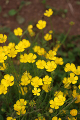 Yellow buttercup flowers in the meadow. Ranunculus repens in the italian countryside