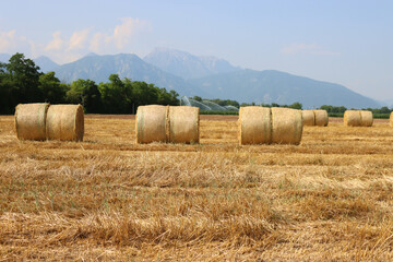 Golden hay bales in rows in the mowed wheat field against blue sky in Italy. In the background a...