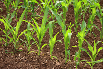 Green corn plants growing in rows in the field on sunset. Agricultural field on summer