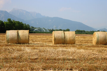 Golden hay bales in rows in the mowed wheat field against blue sky in Italy. In the background a...