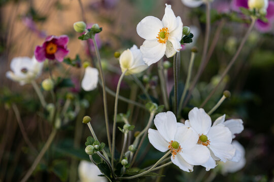 Close-up of white Japanese anemone blossoms (anemone hupehensis) with blurry background