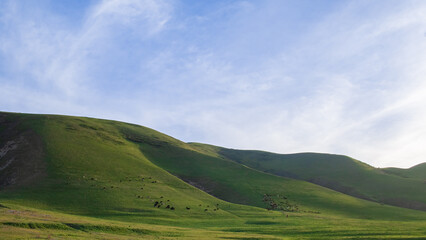 Fototapeta na wymiar landscape with rolling hills sheeps and cows in a green hillside field in kyrgyzstan 