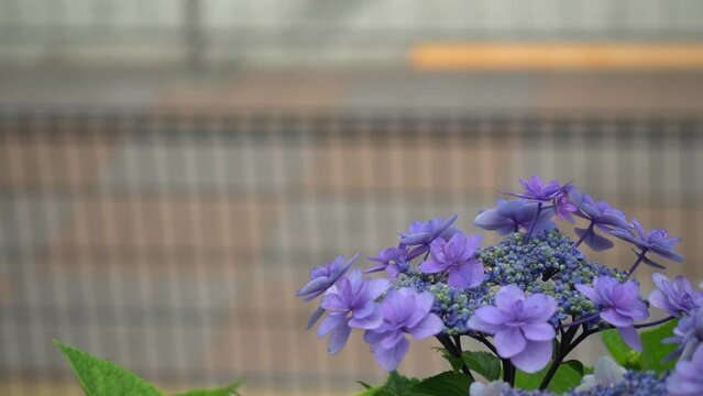 A hydrangea flowers swaying in the breeze on the background of the road