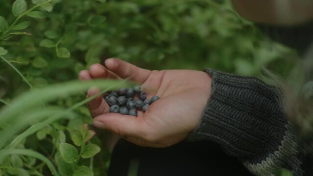 Close-up of the Hands of a Beautiful Nordic Blond Girl picking blueberries with Bare Hands in the Finish Forest, on the Karhunkierros Trail in the Oulanka National Park, Finland