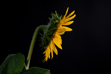 Fototapeta premium Sun flower