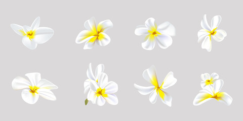 Plumeria flowers in a realistic style on a white background. Summer vector illustration
