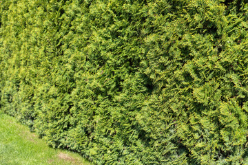 Tall green thuja hedge. High hedge of evergreen arborvitae thuja near of a green turf lawn on a...