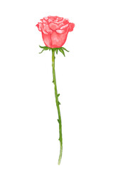 Fototapeta premium watercolor rose flower illustration