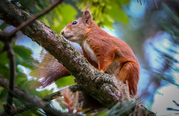 cute brown squirrel in the tree