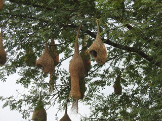 Hanging Nests to the tree. Sudan golden sparrow, weaves the Nest with long grass. Home of Birds.