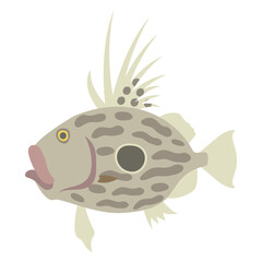 マトウダイ（マトダイ）。フラットなベクターイラスト。
John dory (St Pierre or Peter's fish). Flat designed vector illustration.
