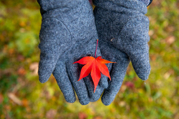 Red autumn leaf held in hand, with a blurred background, capturing the essence of the season's beauty - 620412857