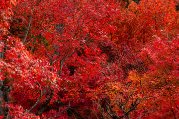 Background of Beautiful autumn leaves in Kyoto, JAPAN - 620412859