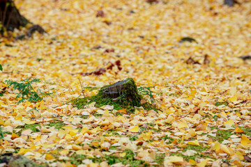 Golden Glow: Vibrant Ginkgo Leaves Paint the Autumn Floor in a Spectacular Display of Nature's Beauty - 620413215