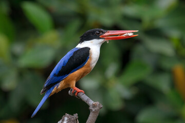 Black-Capped Kingfisher, usually seen on coastal waters and especially in mangroves, it is easily disturbed, but perches conspicuously and dives to catch fish but also feeds on large insects. - 620413220