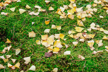 Golden Glow: Vibrant Ginkgo Leaves Paint the Autumn Floor in a Spectacular Display of Nature's Beauty
