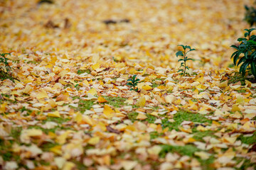 Golden Glow: Vibrant Ginkgo Leaves Paint the Autumn Floor in a Spectacular Display of Nature's Beauty - 620413232