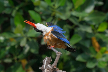 Black-Capped Kingfisher, usually seen on coastal waters and especially in mangroves, it is easily disturbed, but perches conspicuously and dives to catch fish but also feeds on large insects. - 620413235