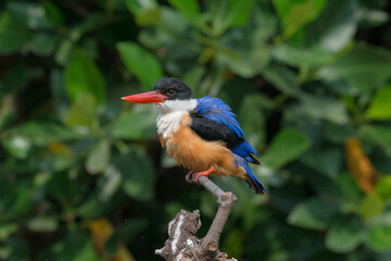 Black-Capped Kingfisher, usually seen on coastal waters and especially in mangroves, it is easily disturbed, but perches conspicuously and dives to catch fish but also feeds on large insects. - 620413240