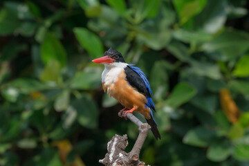 Black-Capped Kingfisher, usually seen on coastal waters and especially in mangroves, it is easily disturbed, but perches conspicuously and dives to catch fish but also feeds on large insects. - 620413245