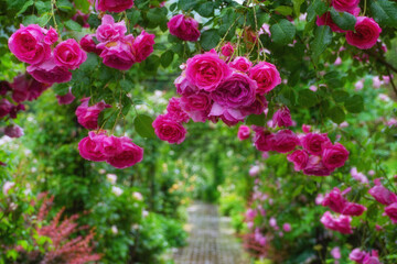 雨に打たれたピンクの薔薇のアーチ