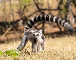 Anja parc, Madagascar 