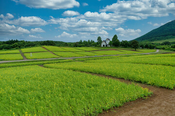 Fototapeta na wymiar 青空を背景に広がる菜の花畑
