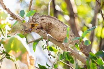 Obraz premium Anja parc, Madagascar 