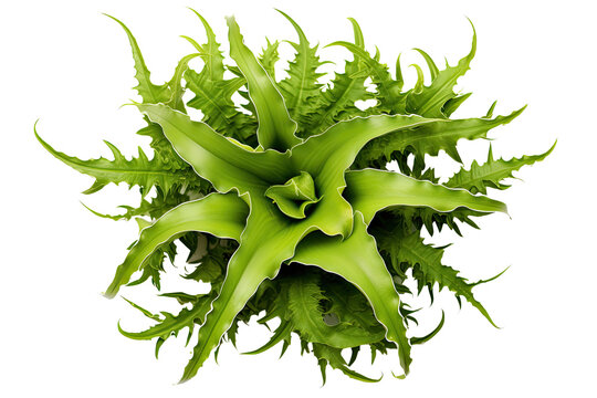 Staghorn Galaxea coral, on transparent background (PNG). Generative AI.