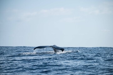 Fototapeta premium Baleine à bosse, Madagascar