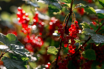 Red currant on a bush branch in the garden at dawn. The glow from the sun. Garden useful summer berry. The concept of healthy eating. Vitamins and diet.