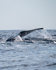 Baleine à bosse, Madagascar