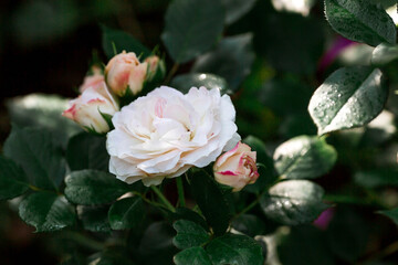 Beautiful delicate pastel roses with dew at dawn. Beautiful sunlight. The background image is green and pink. Natural, environmentally friendly natural background.