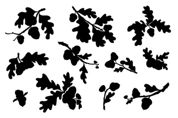 Set of silhouettes of oak branches with acorns. Decorative vector graphics.