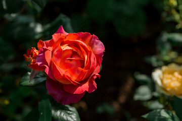 Beautiful delicate pastel roses with dew at dawn. Beautiful sunlight. The background image is green and pink. Natural, environmentally friendly natural background.