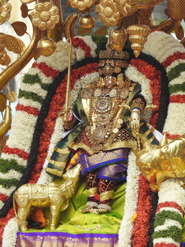 Ammavari Brahmotsavam". Goddess Padmavathi decorated with yellow Chrysanthemum, Marigold Garlands. Hindu Religion Annual Goddess celebration Event, local language called "Sri Padmavathi 