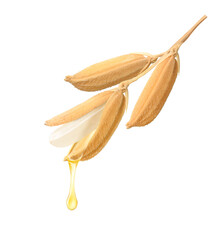 Rice bran oil dripping from rice seed isoalted on white background.
