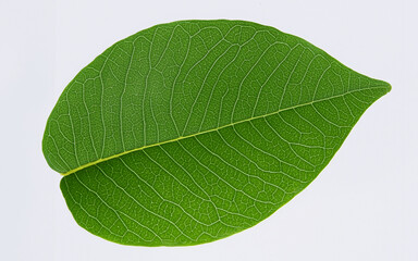 Obraz premium nature leaf isolated white background