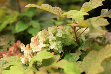 初夏の浜離宮庭園