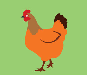 hen image illustration colour ful
