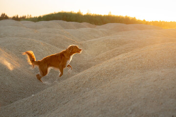 dog on a sand quarry at sunset. Nova Scotia duck retriever in nature