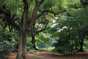 初夏の浜離宮庭園