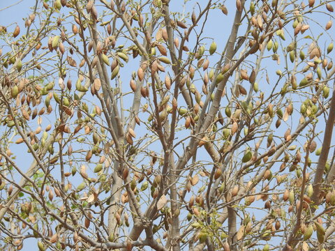 Branches with dry fruits, Pongam oiltree, Millettia pinnata , without leafs.