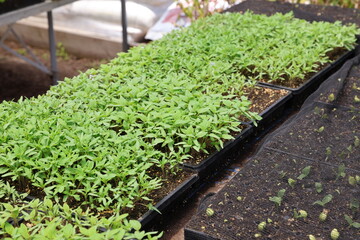 greenhouse seedlings