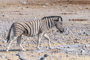 Obraz na płótnie Canvas A telephoto shot of a Burchell's Plains zebra -Equus quagga burchelli- on the plains of Etosha National Park, Namibia.