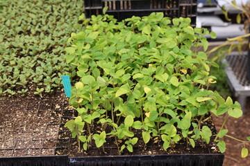greenhouse seedlings 