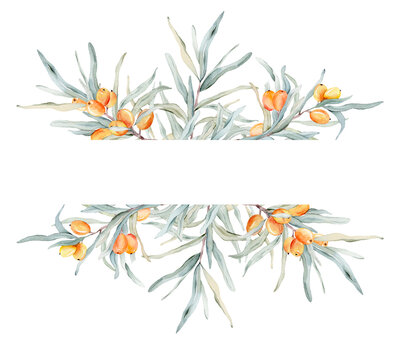 Sea buckthorn frame. Watercolor illustration. On a white background. For cosmetology, pharmaceuticals, food industry. Decorative element for greeting card. Nature clipart for decoration, desig