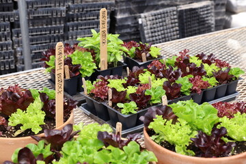 lettuce seedling bowls