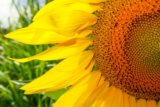 Sunflower flowering flower plant herb nature natural detail close up